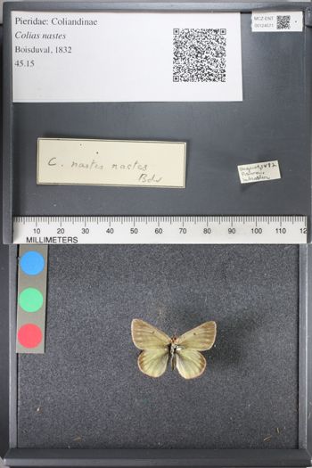 Media type: image;   Entomology 124571